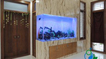 "Home Aquarium in Chennai"