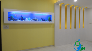 "wall fish tank in chennai"